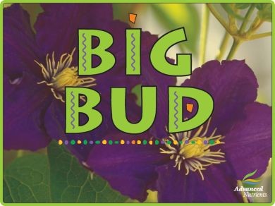 Big Bud